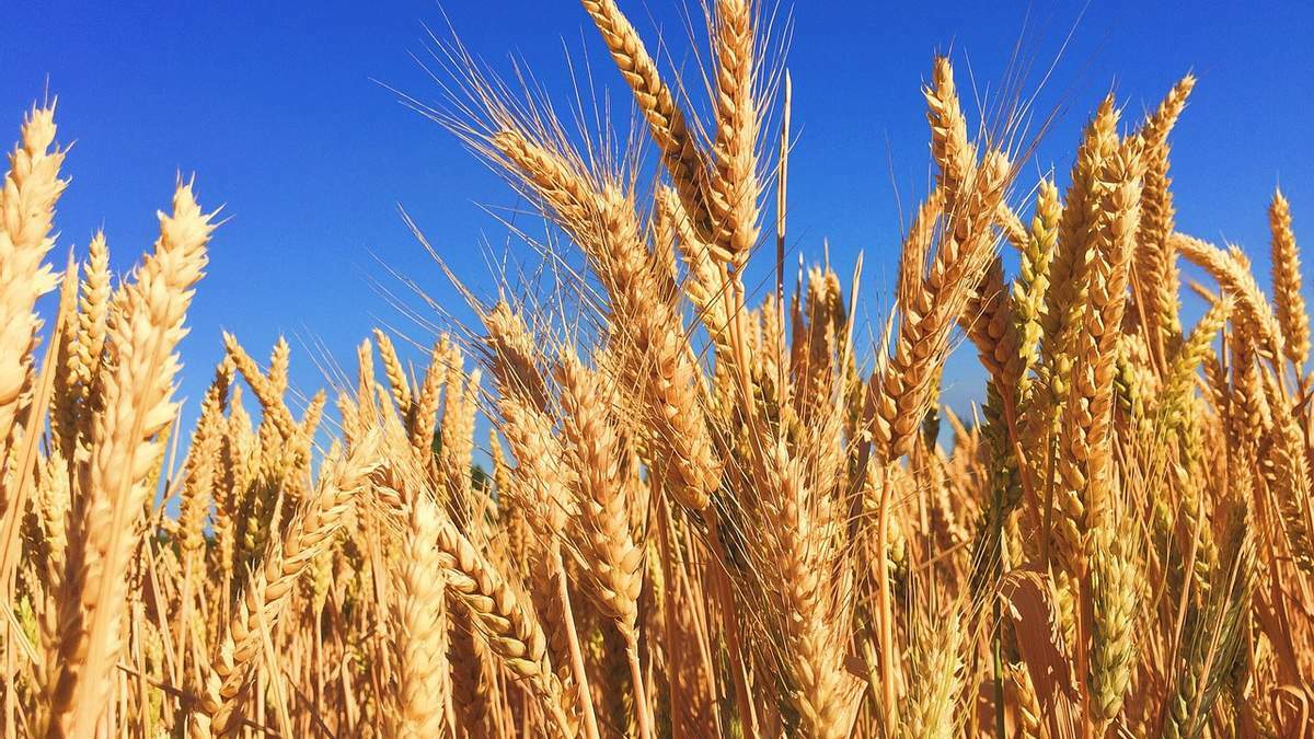 На українському ринку продовжує дорожчати пшениця